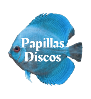 Papillas Discos
